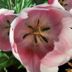 Meet your Posher, Molly